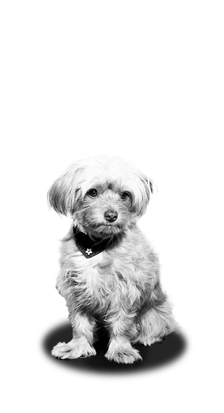 Lola